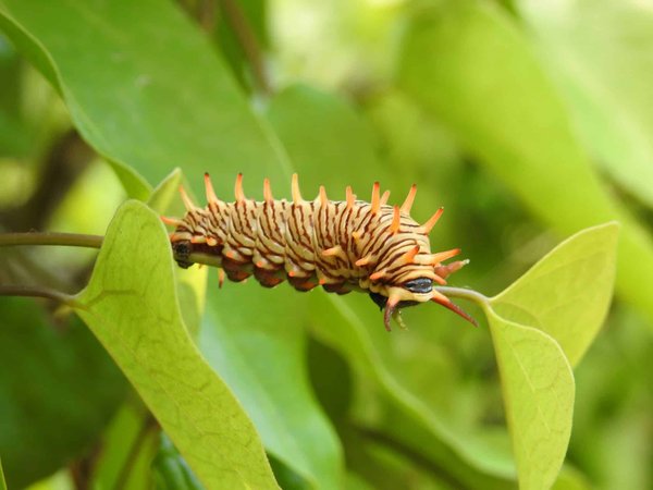 Les méthodes efficaces de traitement contre les chenilles processionnaires dans le Var