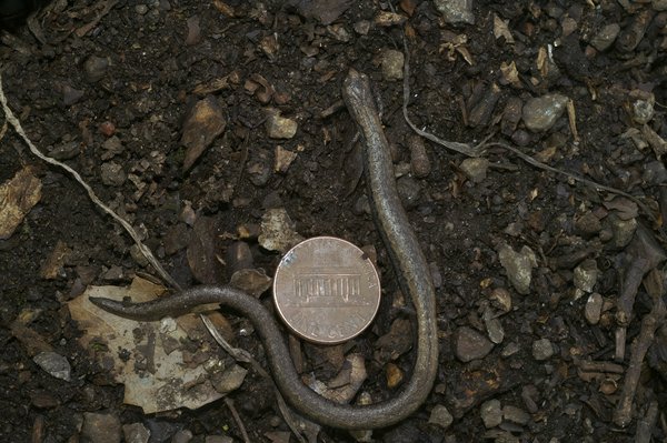 Louer ou acheter une nacelle araignée ? conseils pro