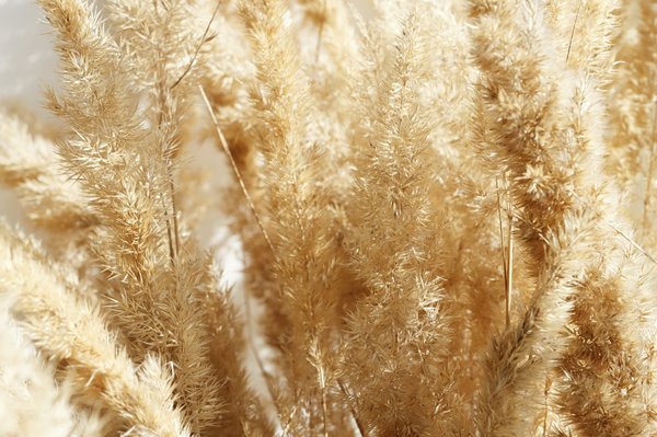 Où peut-on trouver la fleur de la pampa ?