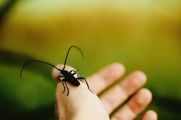 Traitement anti capricorne : conseils pour réussir cette opération